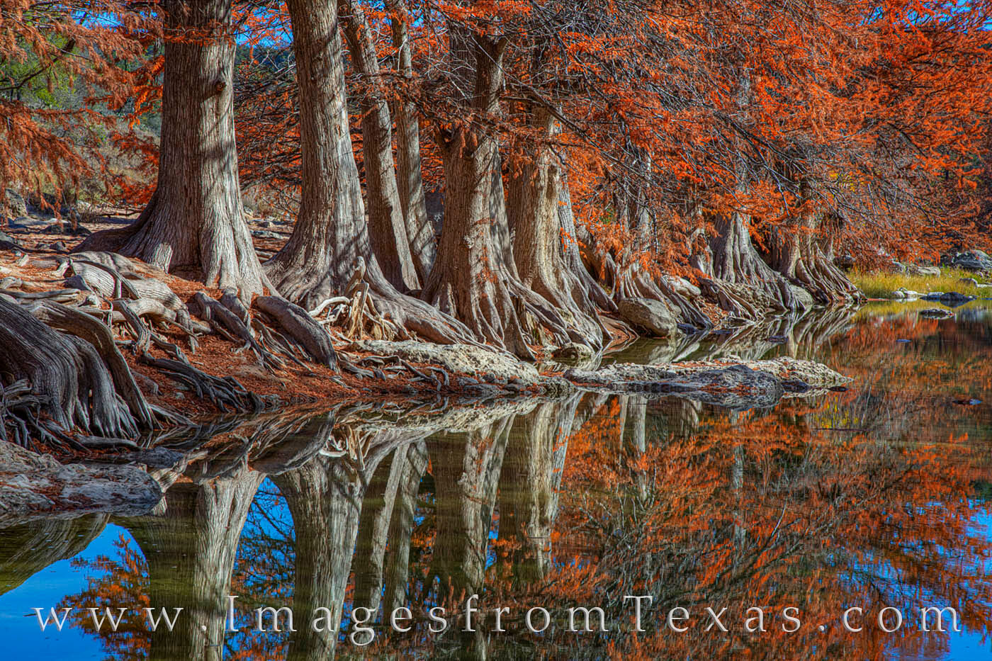 Fall color and twisted cypress roots make for a beautiful and unique photograph in morning light of a late November day.