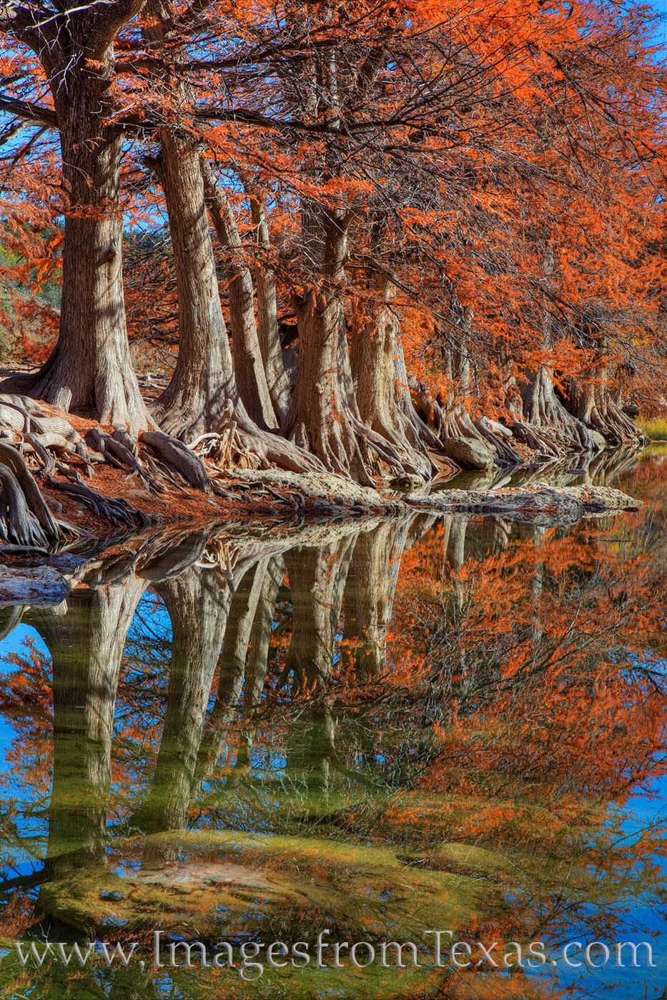Craggy roots of cypress trees twist their way down the bank and into the clear water of the Pedernales River. Seen here on a...