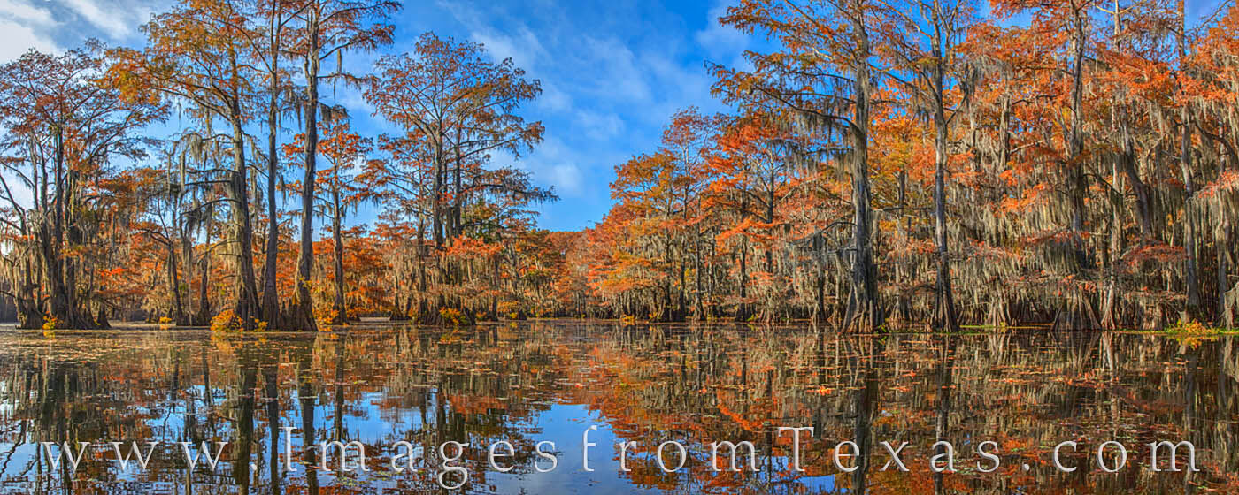 This panorama shows the fall colors from Caddo Lake.