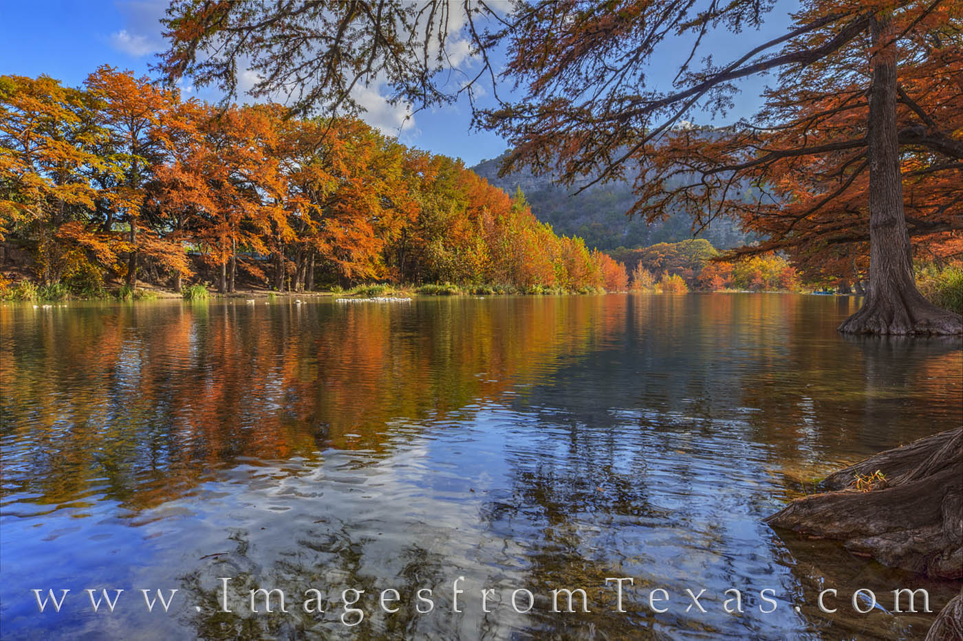 Late afternoon November sunshine lights up the colorful fall colors along the Frio River. In the distance, the well-known Old...