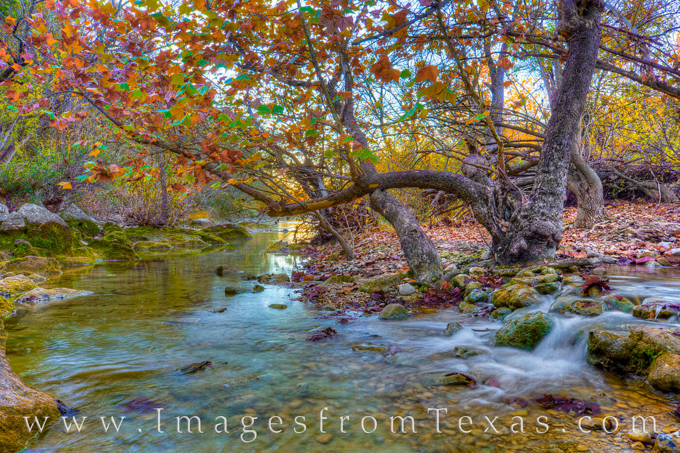 Little scenes like this are a joy to discover. This oak tree draped itself across the shallow and cold water of Barton Creek...