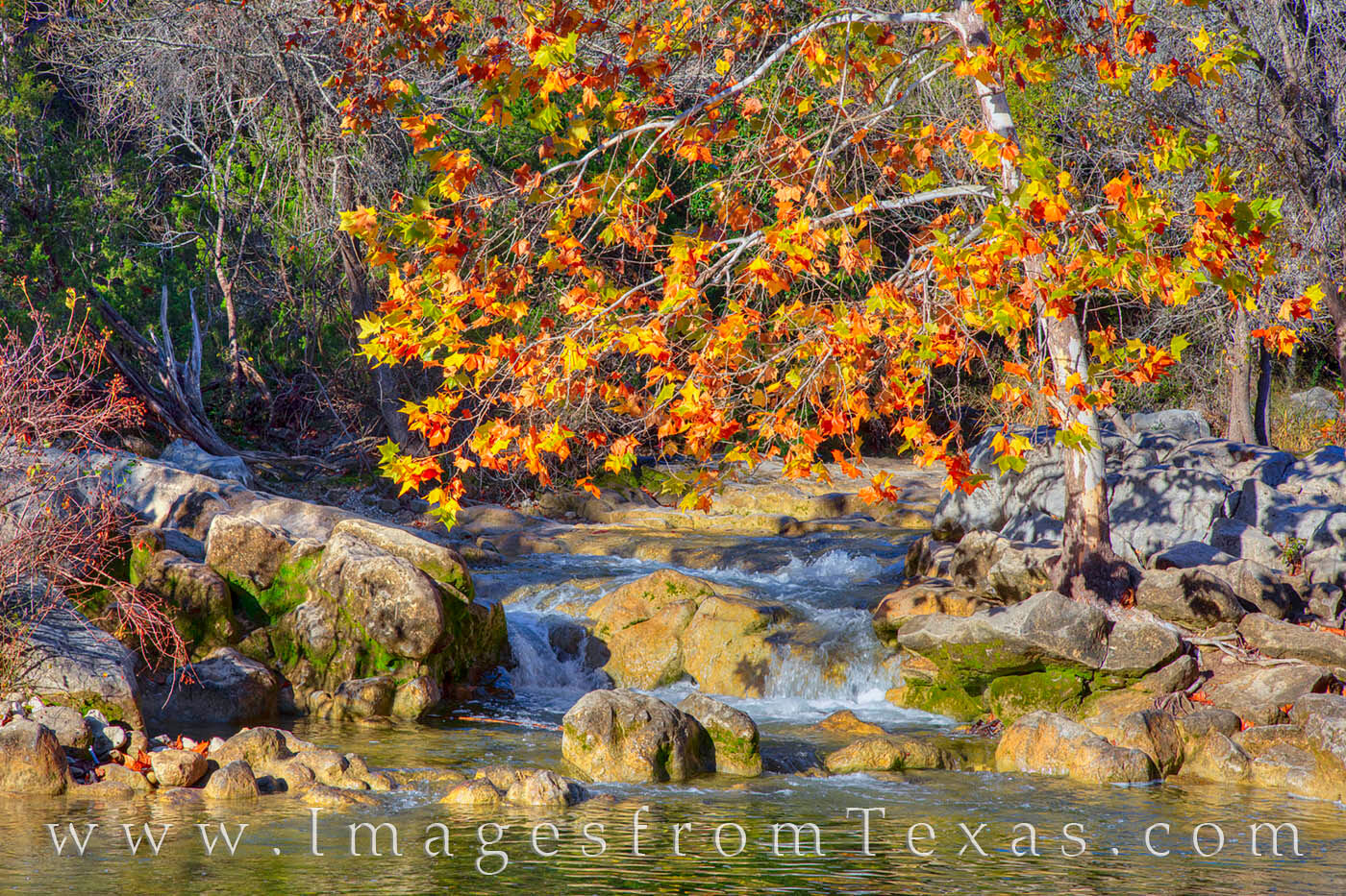 An oak tree shows off its fall colors over a small cascade along Austin's Barton Creek Greebelt. This sanctuary on the edge of...