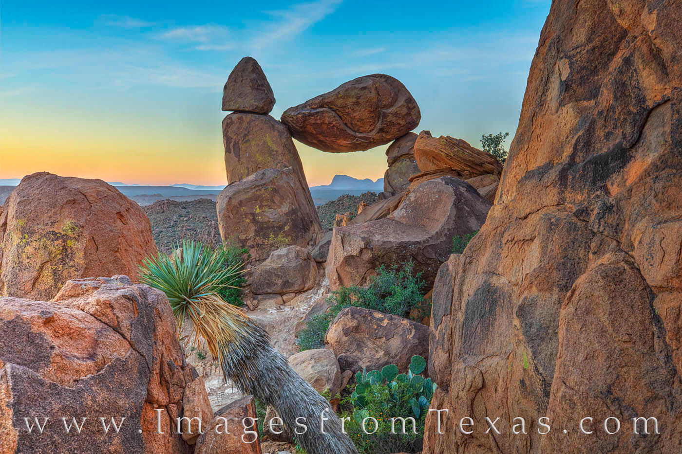 Yucca, cacti, yellow flowers, and Balanced Rock make for a nice photograph in the cool morning light in November.