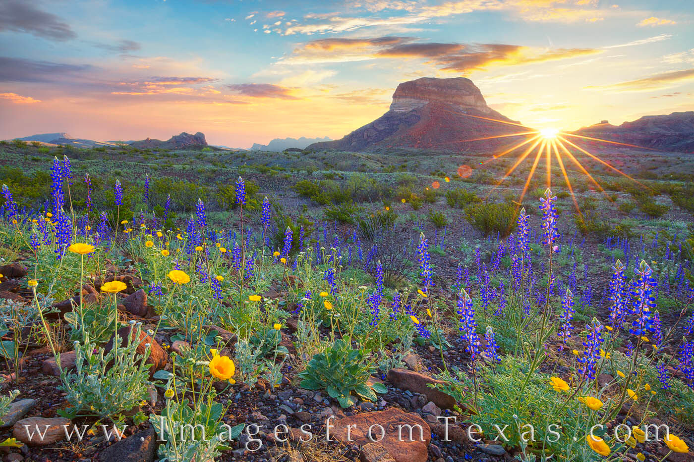 Bluebonnets bathe in the warmth of first light as the sun rises over a ridge of Cerro Castellan in Big Bend National park.