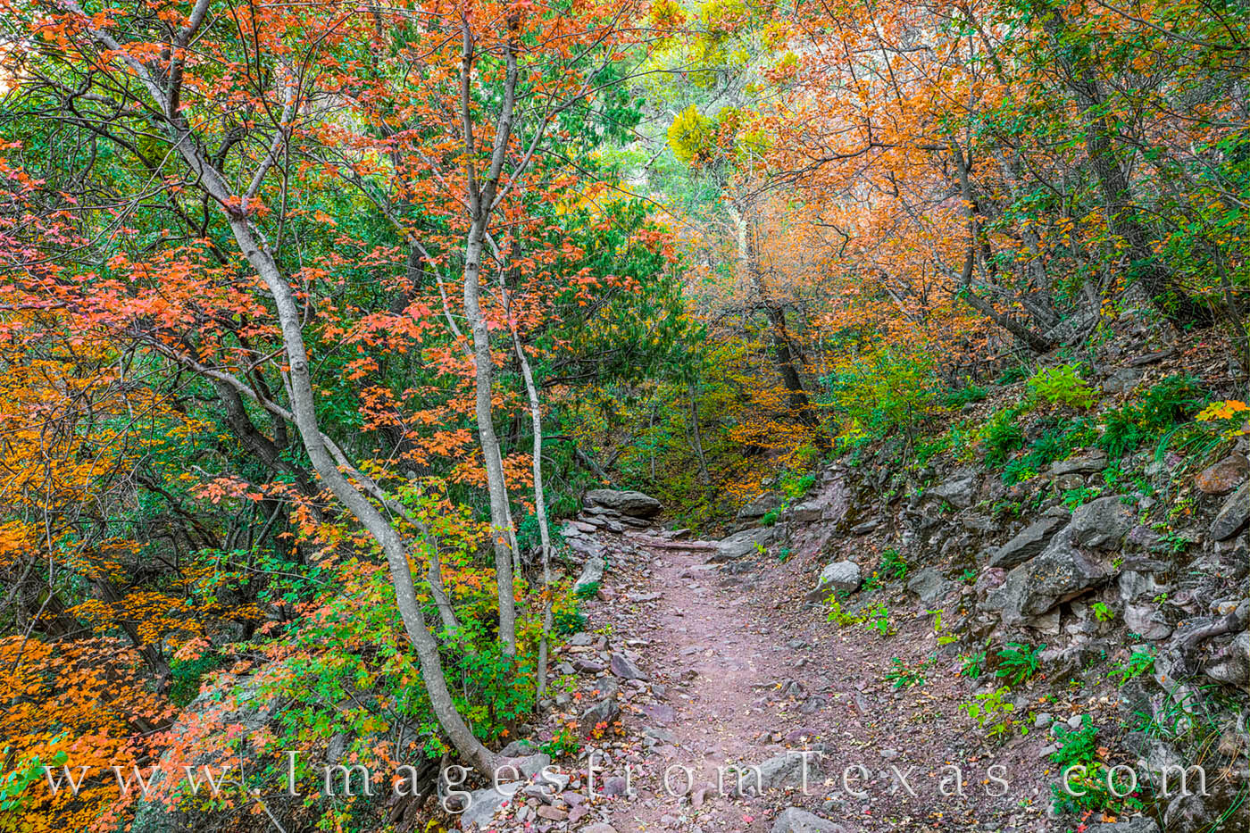 Big Bend Autumn Colors 108-1