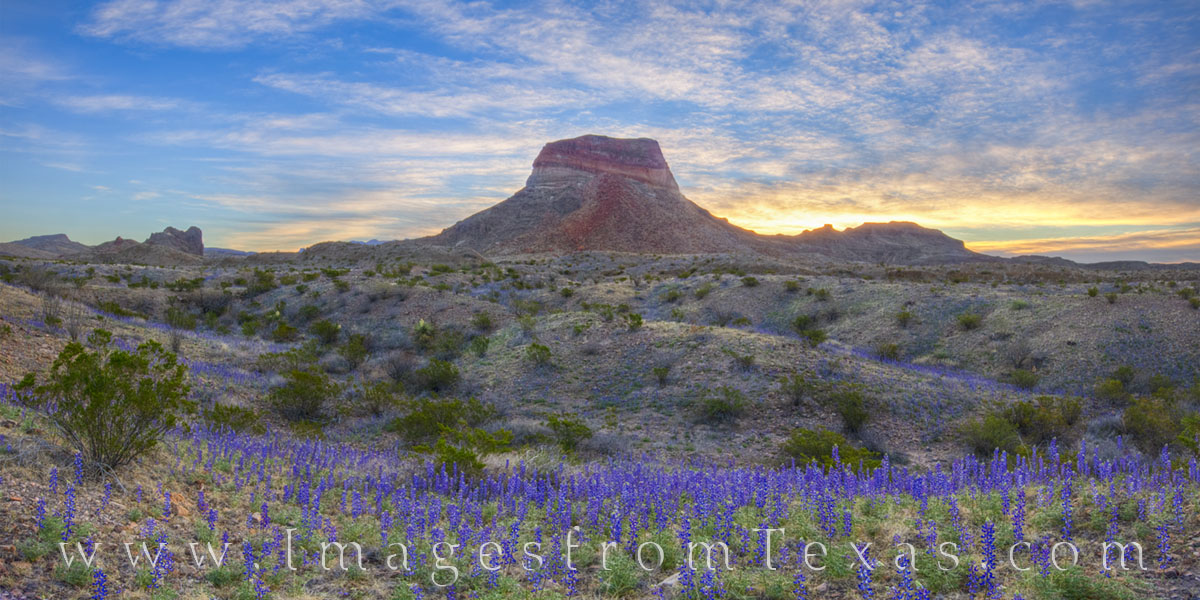 Big Bend bluebonnets spread out across the floor of the Chihuahuan Desert in this panorama from Big Bend National Park. Cerro...