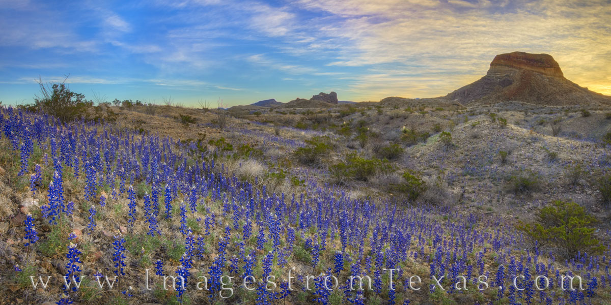 On a beautiful sunrise in Big Bend National Park, bluebonnets filled the Chihuahuan Desert in an unprecedented and colorful bloom...