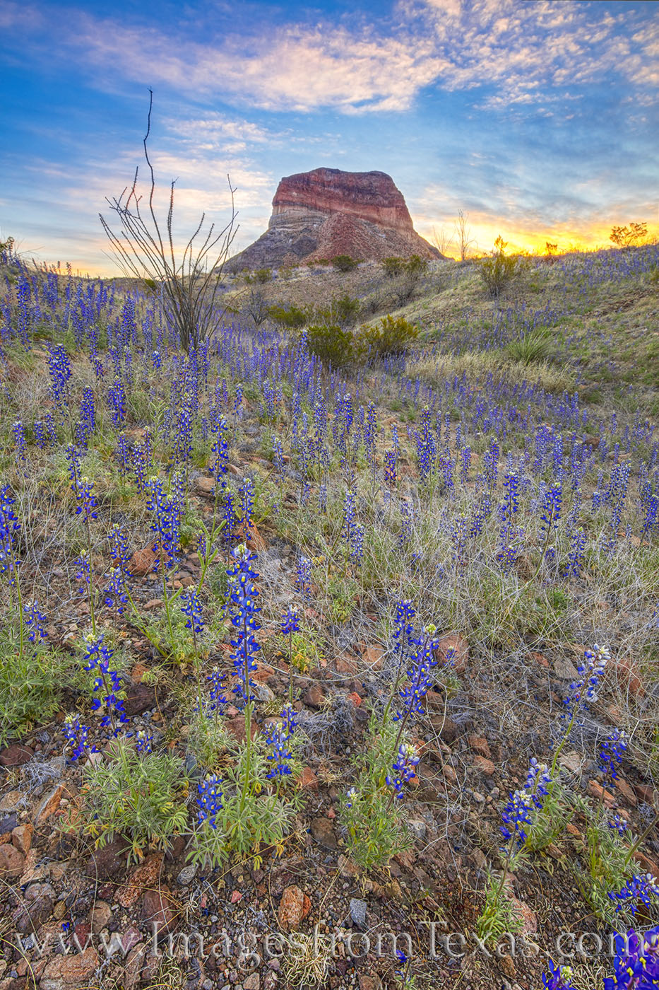 From below the famous landmark, Cerro Castellan, bluebonnets rise to meet the morning light in Big Bend National Park. This photograph...