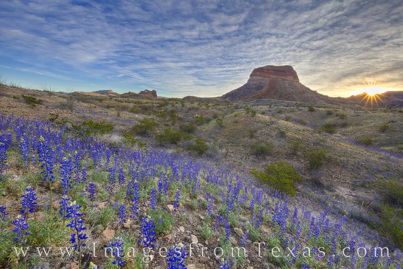 The early spring of 2019 saw one of the most spectacular bluebonnet blooms of Big Bend National Park in recent memory. Park Rangers...