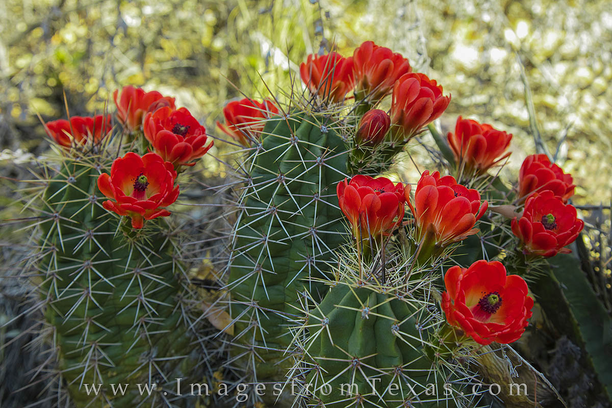 Claret Cup Cacti bloom in Big Bend National Park in late April and early May. These beautiful red flowers were found along the...