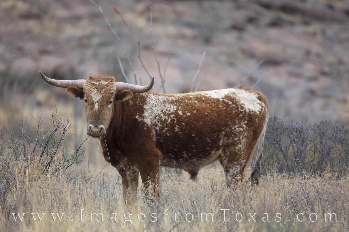 Wildlife in Big Bend Ranch State Park comes in all shapes and sizes. This one just happes to be pretty large - a free roaming...