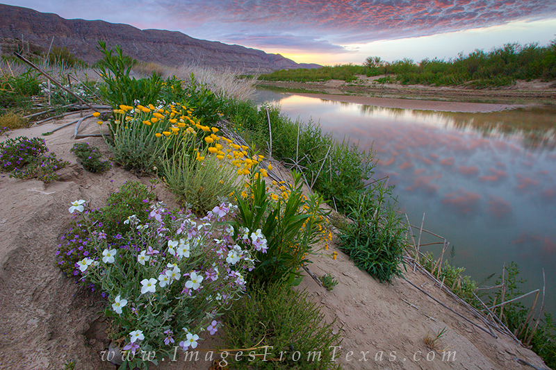 The banks of the Rio Grande were dry and cracked, but wildflowers were still found bringing beautiful colors to this riverbed...
