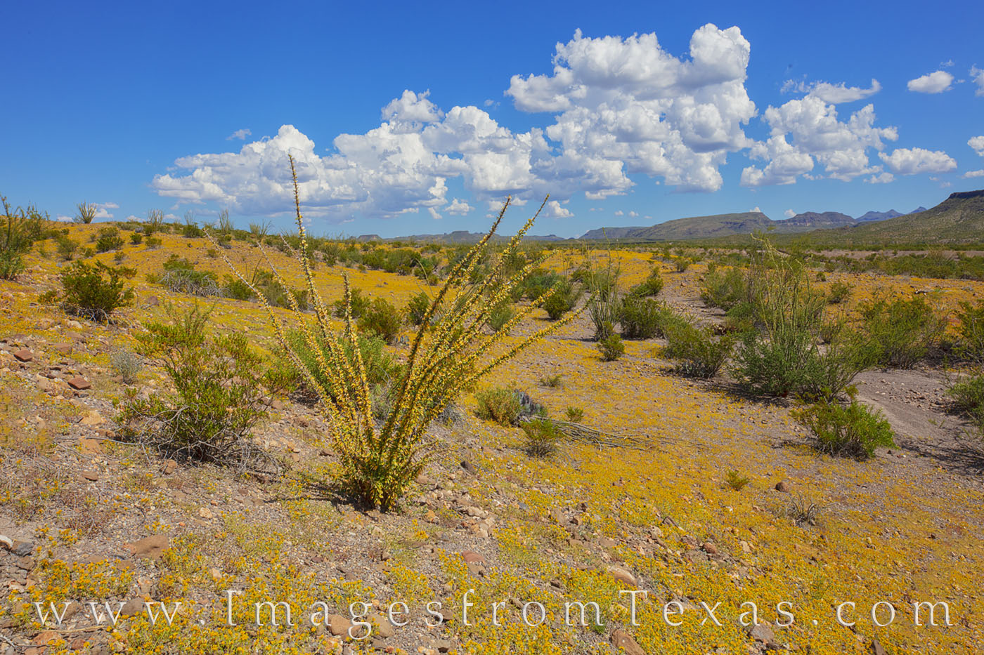 After rains fell across the Chihuahuan Desert in Big Bend Ranch State Park, tiny golden flowers bloomed across the landscape....