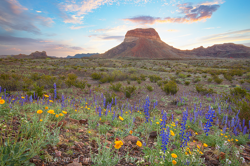 On the road to Santa Elana Canyon, this was sunrise looking back at the Chisos Mountains. Big Bend's own species of bluebonnets...