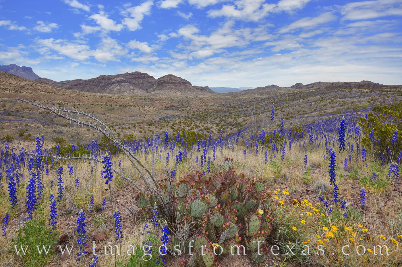 A mix of beautiful wildflowers and prickly pear filled the desert landscape of Big Bend National Park on this cool March morning...