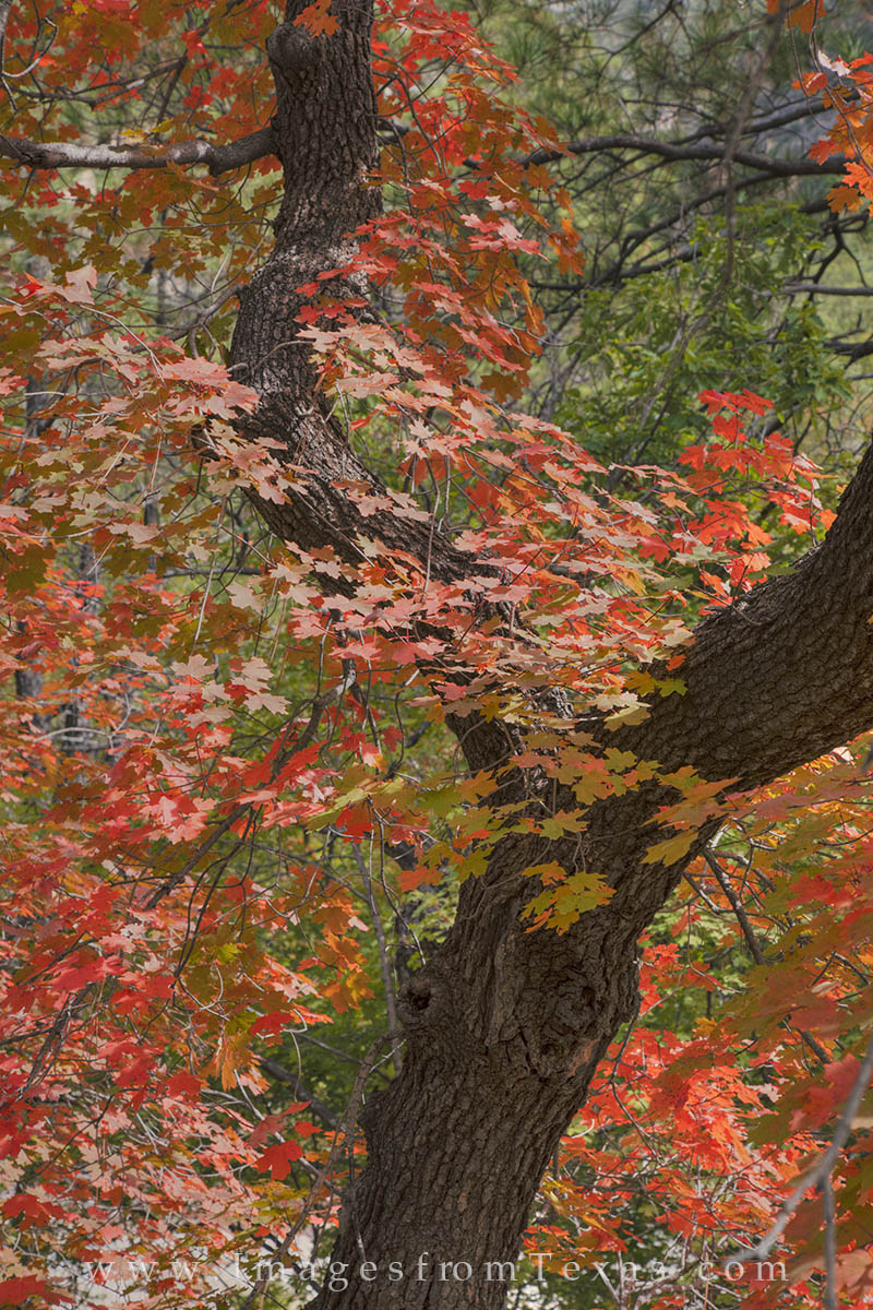 Red and orange leaves bring fall colors to McKittrick Canyon and the Guadalupe Mountains each Autumn.