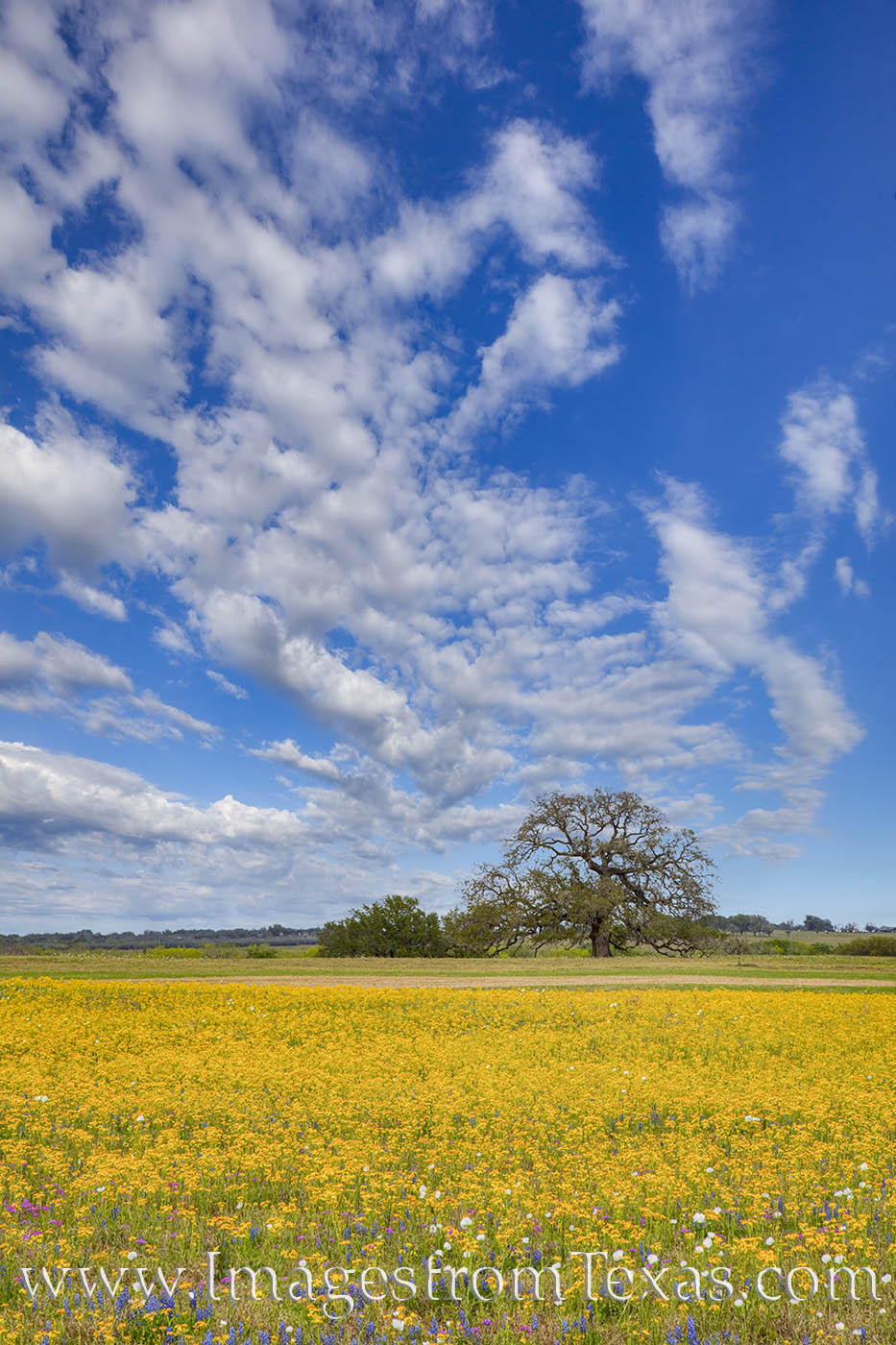 A small field of groundsel add gold to the landscape. I love the contrast of the blue sky overhead with the colors of this beautiful...
