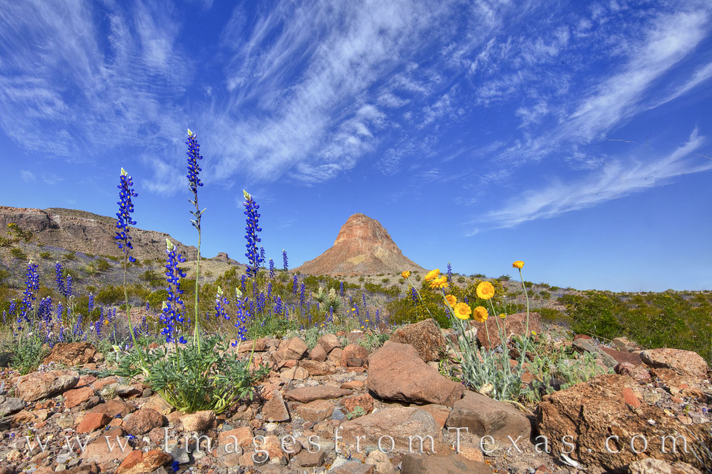 Bluebonnets and Desert Marigold, two of Big Bend’s more colorful wildflowers, add a splash of vibrance to the desert floor...
