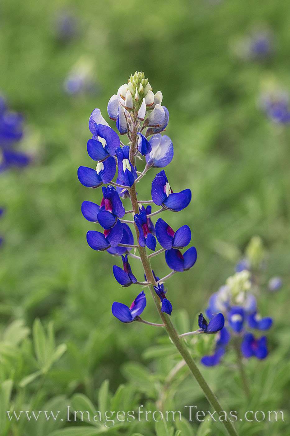 Lupinus texensis, or Texas bluebonnet, is a Texas favorite among wildflowers. It is also the official state flower of the Lone...
