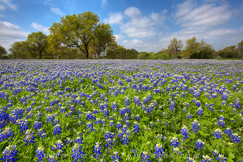Spring afternoons in the Texas Hill Country filled with bluebonnents are hard to beat. Here, near Cypress Mill, a sea of blue...