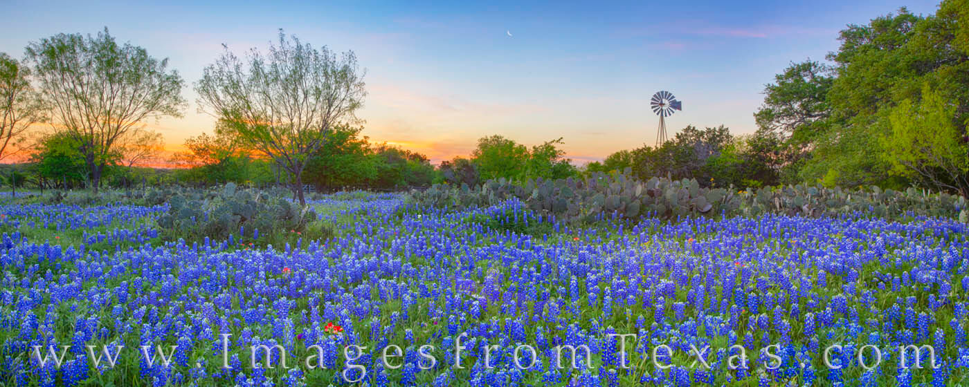 This panorama shows a bluebonnet field at sunset. The sun had fallen below the horizon, and appearing as just a sliver of light...