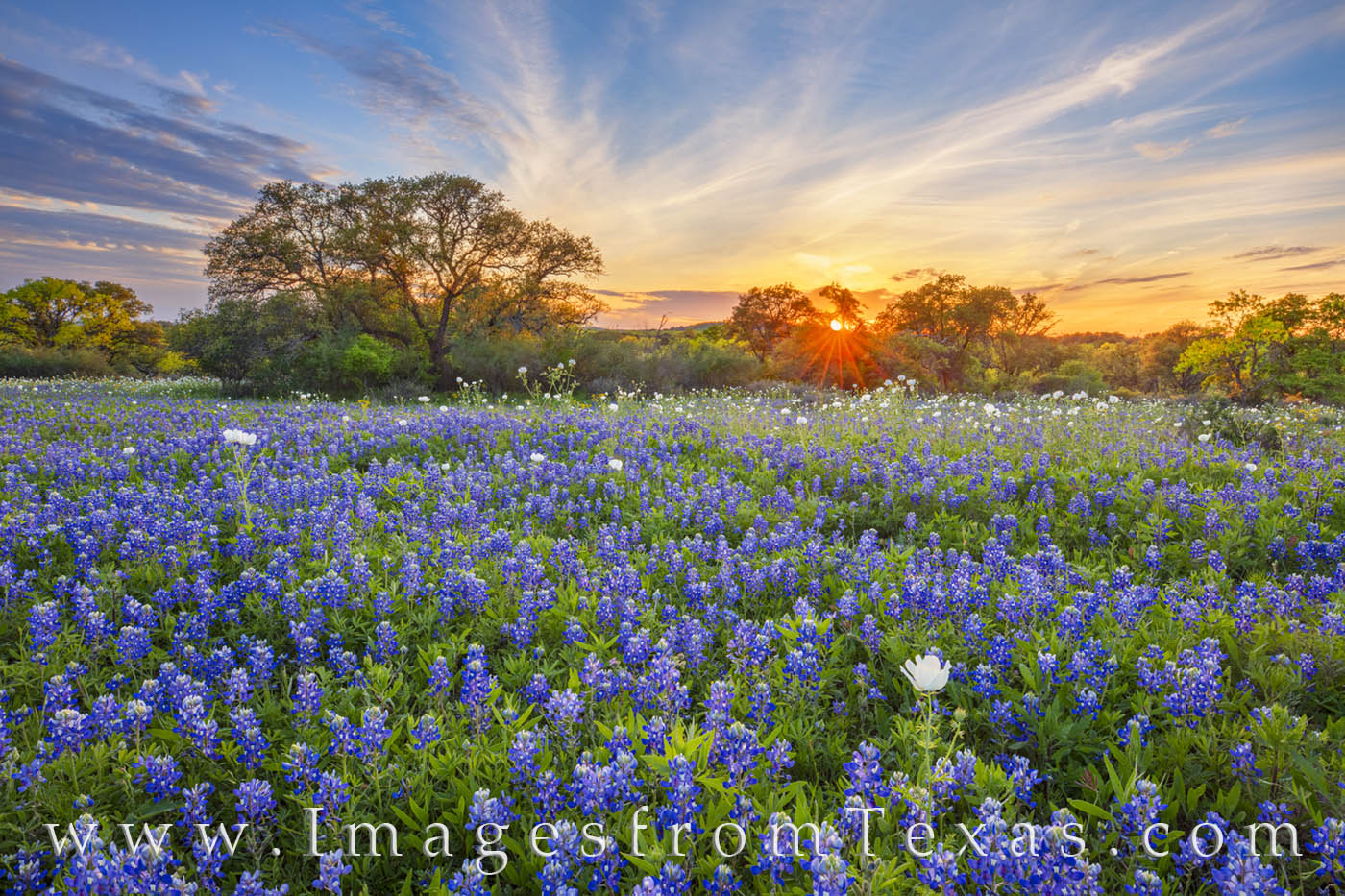 Tucked away in Mason County on a small dirt road, a field of bluebonnets sprinkled with white prickly poppies colors the landscape...