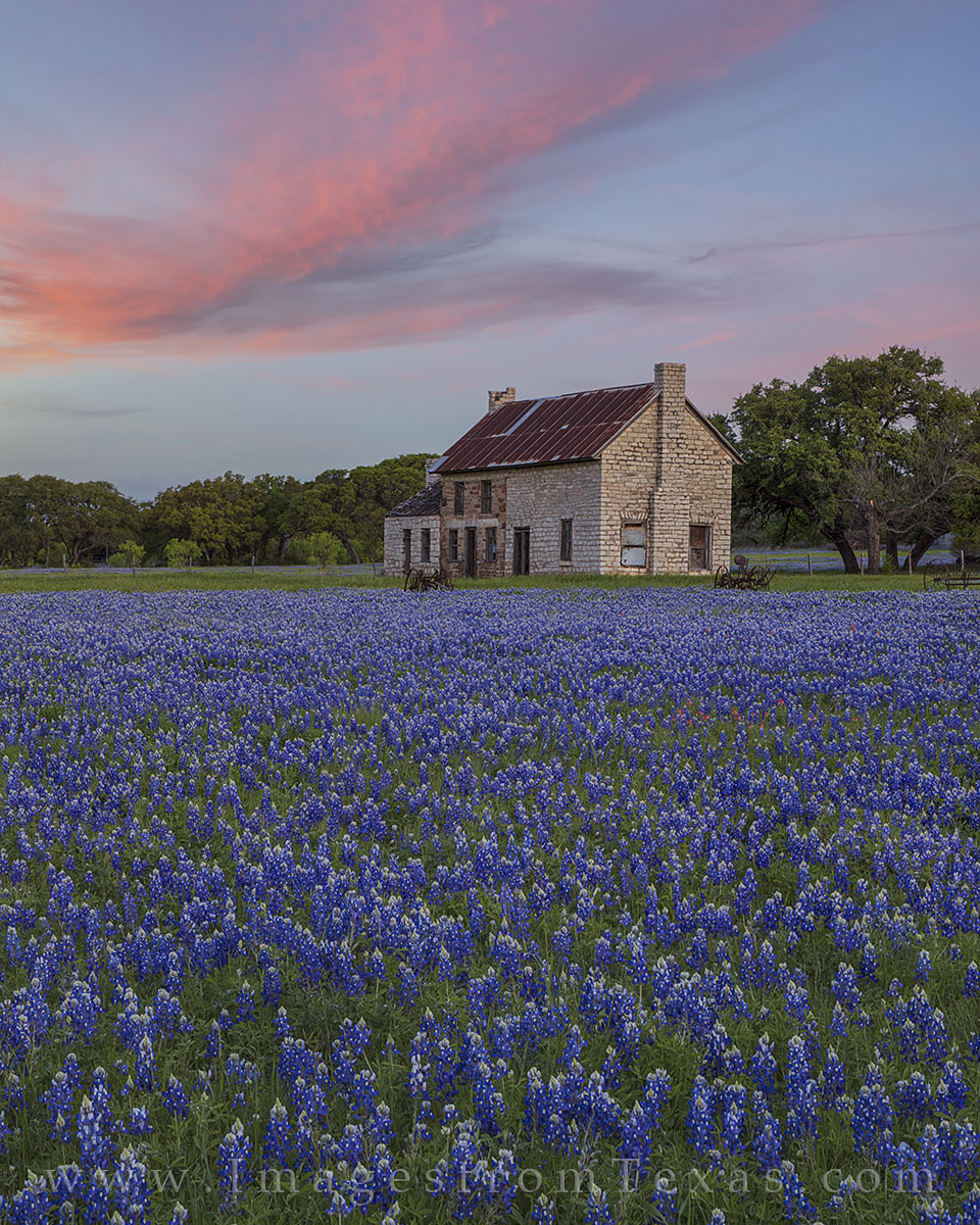 Bluebonnets seem to be everywhere as they surround the famous "blulebonnet house" near Marble Falls in the Texas Hill Country...