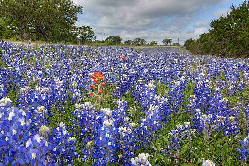 On CR 3347 just off of 962 near Round Mountain, the bluebonnets were thick along the roadside in the spring of 2013. Not too...