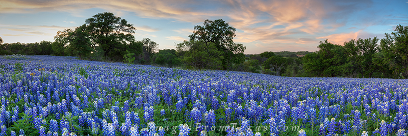 This panorama of Texas bluebonnets comes from a little dirt road on the edge of the Hill Country. I lingered here for a few hours...