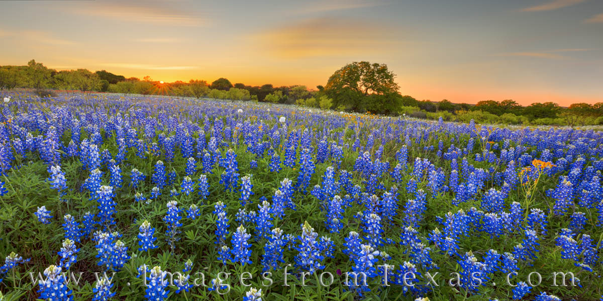 The gentle curves of the Texas Hill Country show in this bluebonnet panorama taken on a perfect April evening. In the distance...