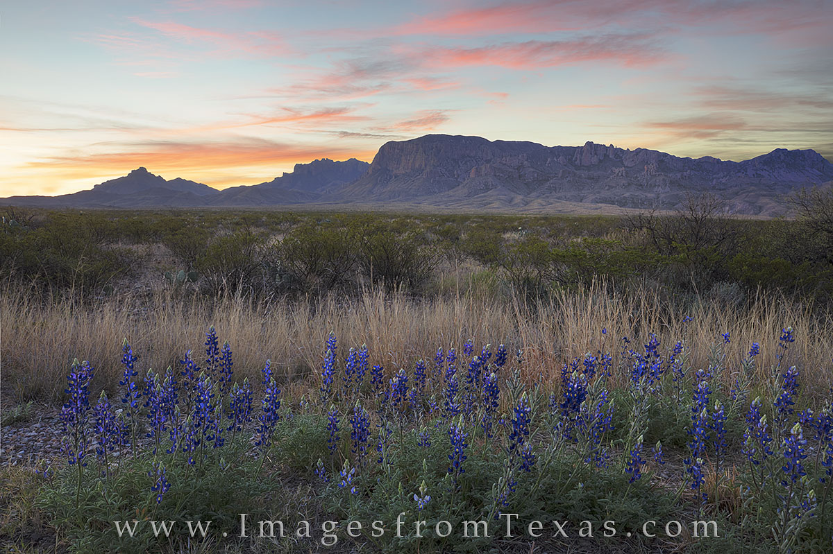 About 15 minutes before sunrise, soft cloulds turned pink and orange as they drifted over the Chisos Mountains. Below, a small...
