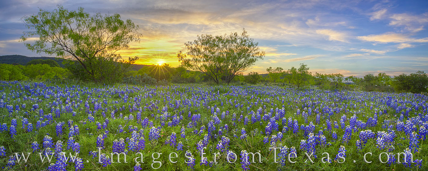 Taken from a dirt road in the Hill Country, this panorama of a field of bluebonnets shows a beautiful sunset on a quiet Spring...