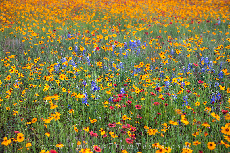Like a painters pallate, this Texas wildflower image is a sea of color, from bluebonnets to firewheels to coreopsis, this field...