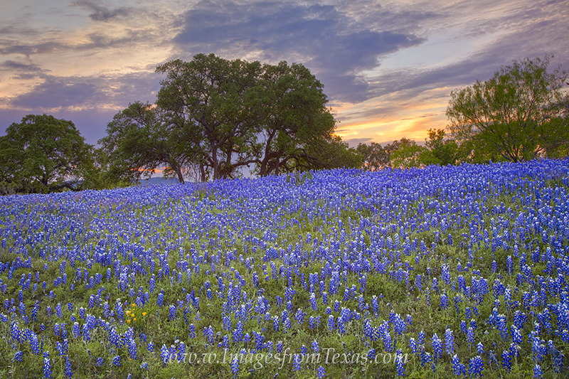 Texas bluebonnets and a colorful sunset in the Hill Country are a nice combination and a beautiful way to end the day along a...