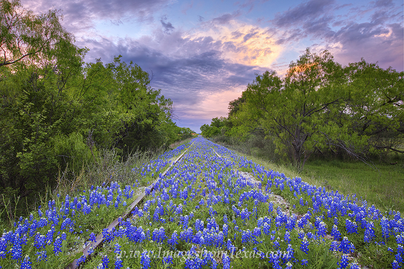 Old train tracks are covered with bluebonnets in Llano County. This little area is often filled with bluebonnets. The land past...