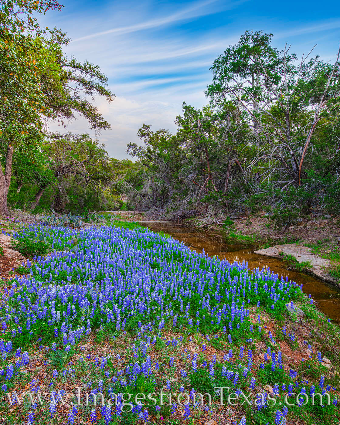 Bluebonnets cover the edge of a small creek somewhere in the Texas Hill Country.