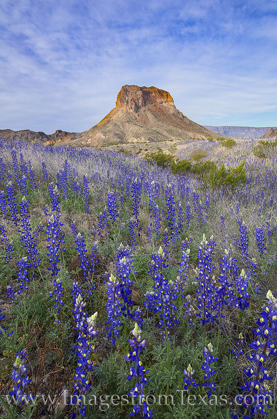 Bluebonnets fill the slopes just east of Cerro Castellan in Big Bend National Park. Spring of 2019 was an amazing year for bluebonnets...