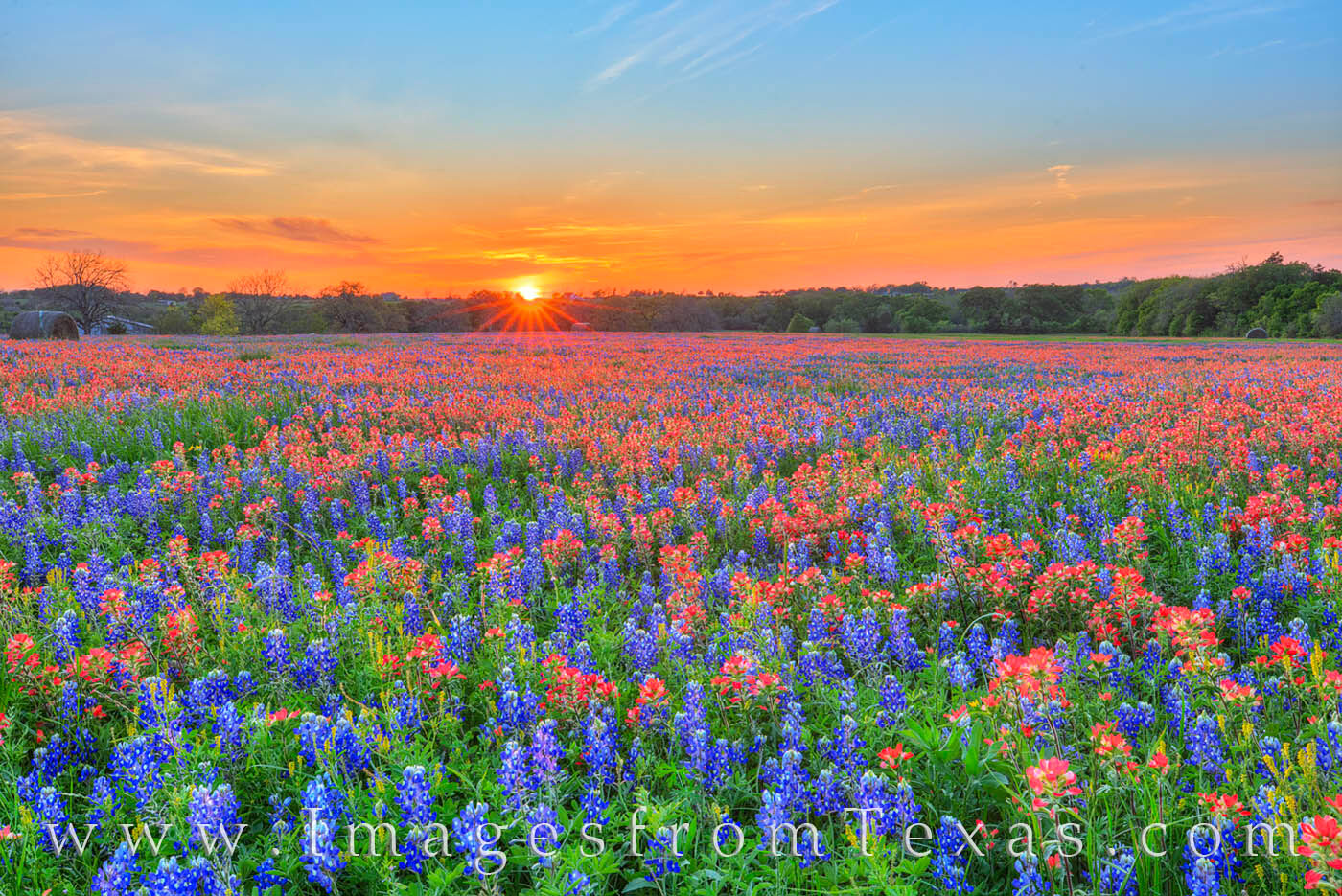 A splash of last light spreads acros a colorful field of Indian Blankets and bluebonnets on a cool spring evening near Shelby...