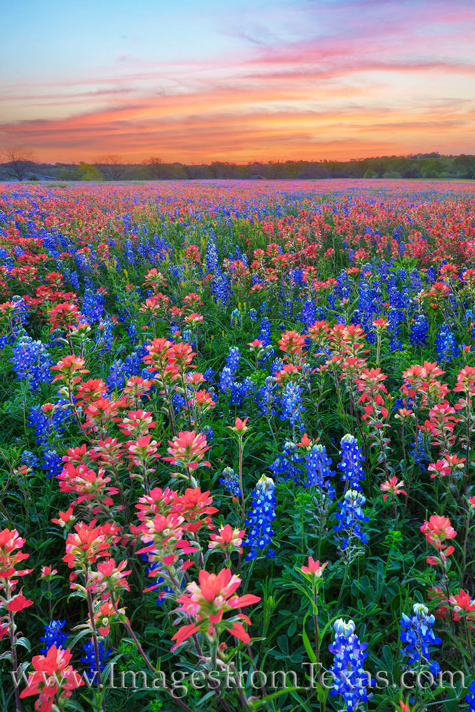 Reds and blues of Texas wildflowers cover a field in Washington County on a beautiful Spring evening.