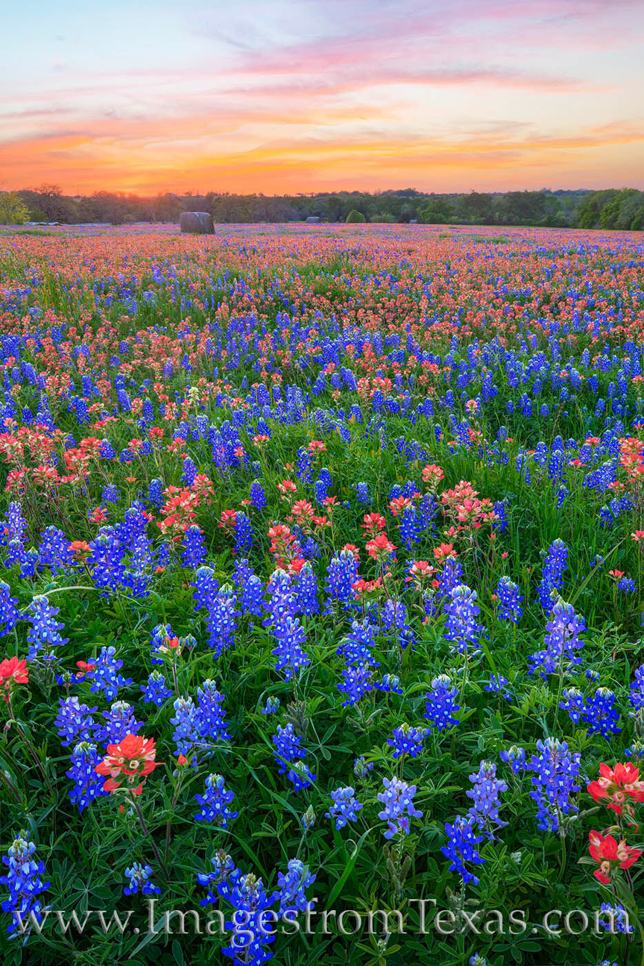 About fifteen minutes after sunset, the sky turned nice shades of orange and pink for a very short time. In the foreground, bluebonnets...