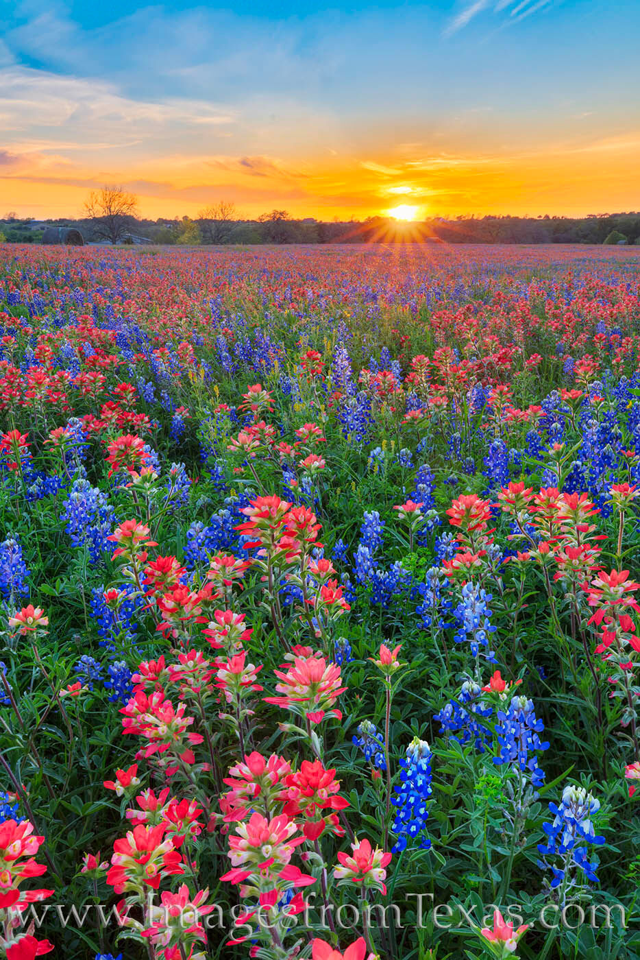 On a quiet field in Washington County not too far from Brenham, a beautiful field of bluebonnets and Indian blankets glow with...