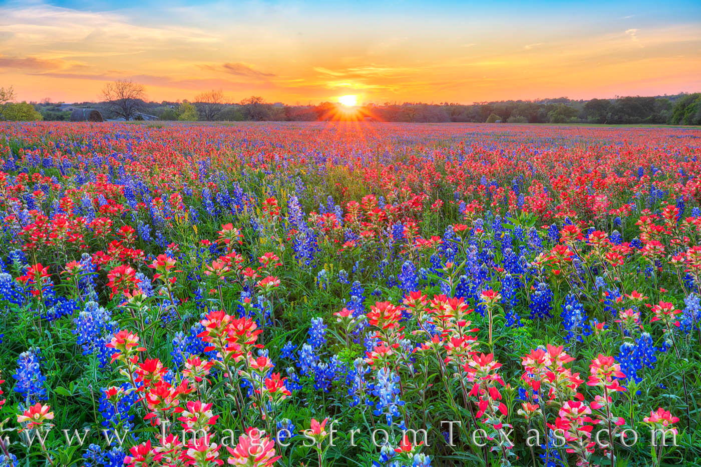 After driving for hours, I settled for this location for sunset on a cool Spring March evening. The bluebonnets and Indian blankets...