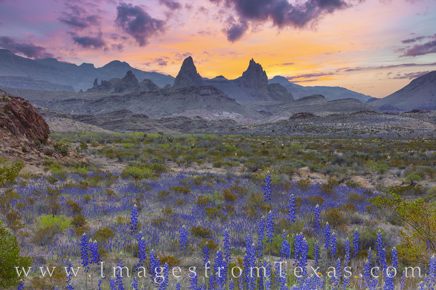 With bluebonnets at peak bloom in Big Bend National Park, this view shows the iconic land formation - the Mule Ears - on a cool...