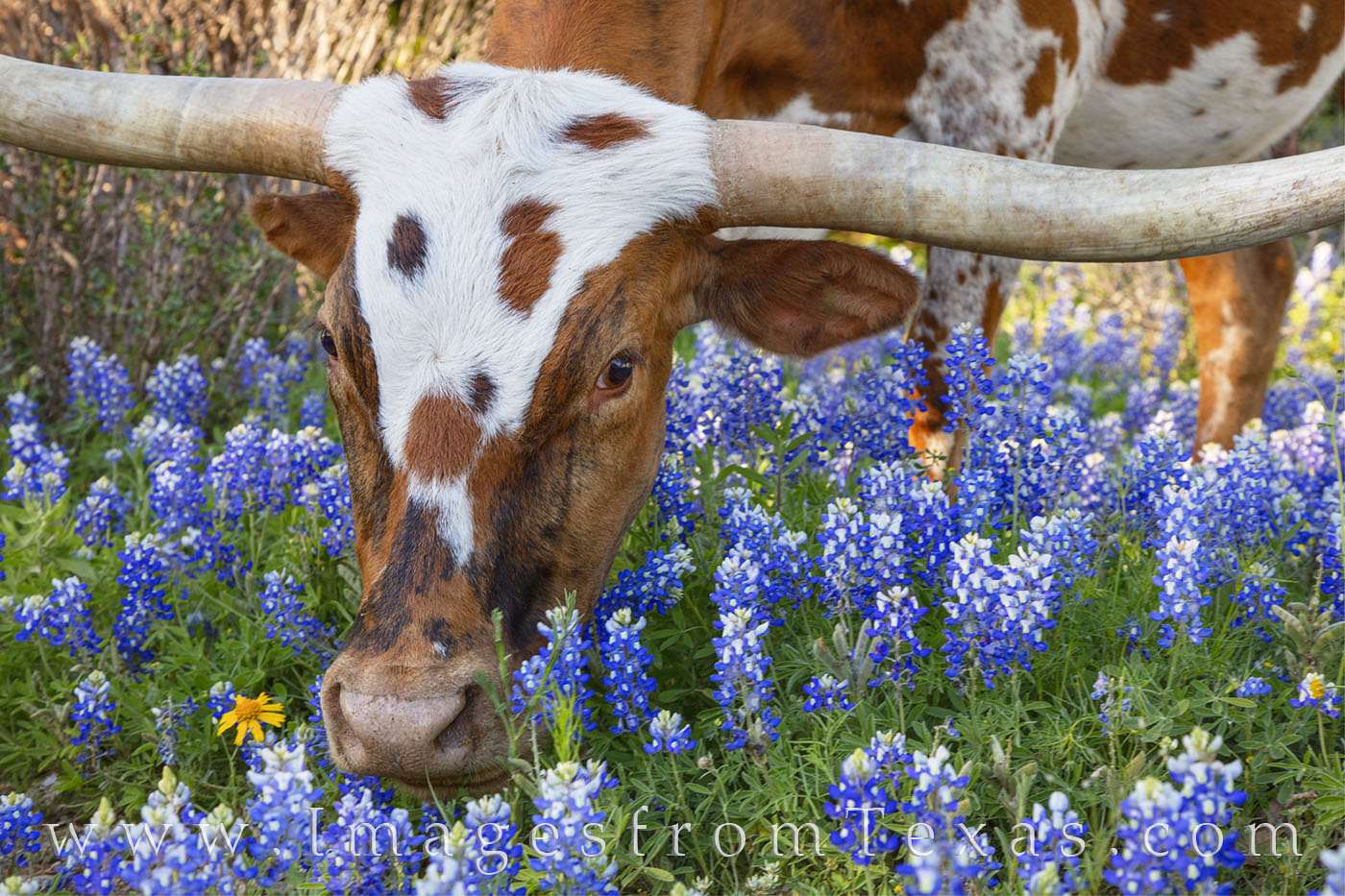 This longhorn was weeding through the bluebonnets looking for real food (grass, I think). Several longhorns scoured this field...