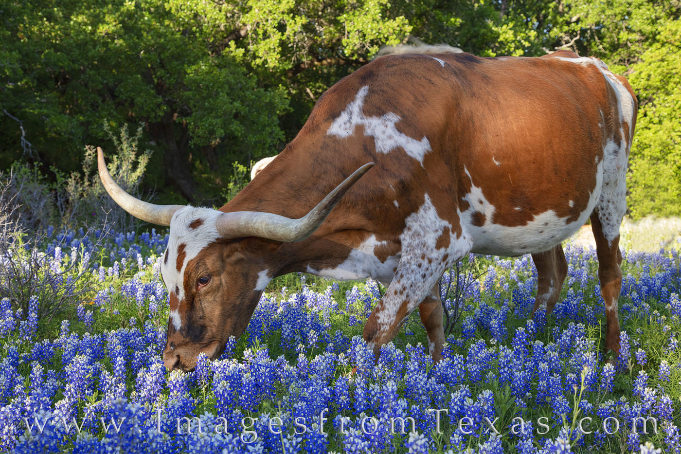 his longhorn was unperturbed by my presence as she grazed her way through the bluebonnets. I chanced upon this small group of...
