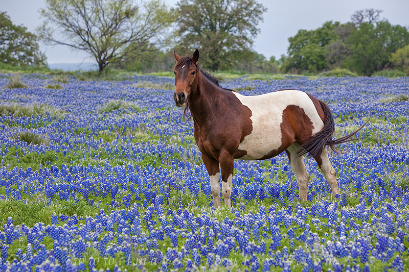Near Marble Falls on the edge of the Texas Hlll Country, I spent some time with this beautiful mare and her friends. Surrounded...