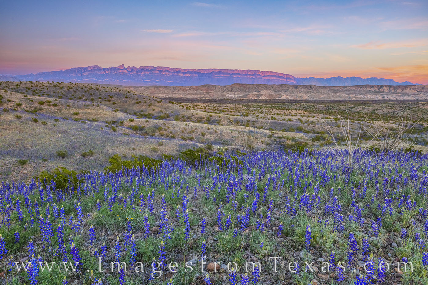 Bluebonnets pour down the hillsides on a hike off of East River Road in Big Bend National Park. in the distance, the beautiful...