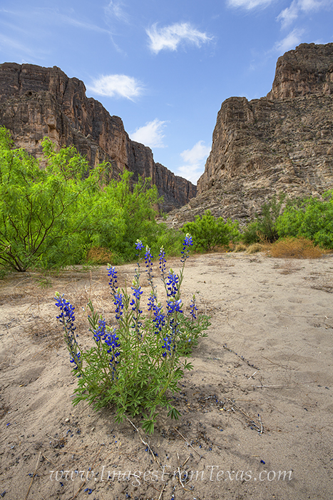 This Texas Bluebonnet was found at Santa Elena Canyon at the west end of Big Bend National Park. On wet years, the bluebonnets...