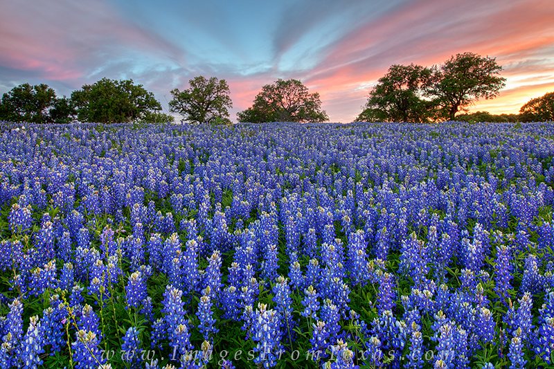 Over a still, quiet field of vibrant bluebonnets, the clouds of a perfect evening moved from pink to orange to blue as the sun...