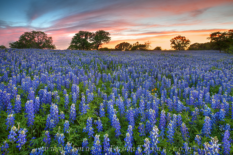 Fading sunlight lit up the evening sky on the edge of the Hill Country near San Saba, Texas. The field before me, full of bluebonnets...